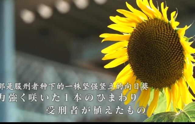 服刑者种下的向日葵