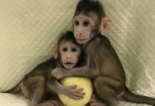 为什么克隆灵长类动物困难_克隆猴_微博@三思逍遥-Ai神吐槽
