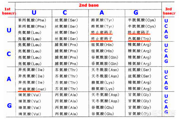 遗传密码表的规律_微博@三思逍遥-Ai神吐槽