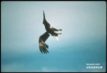 鹰翻 单换掌 八卦掌 内家拳@戊己真人-Ai神吐槽